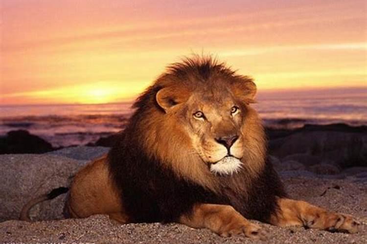 周公解梦梦见狮子预示什么预兆