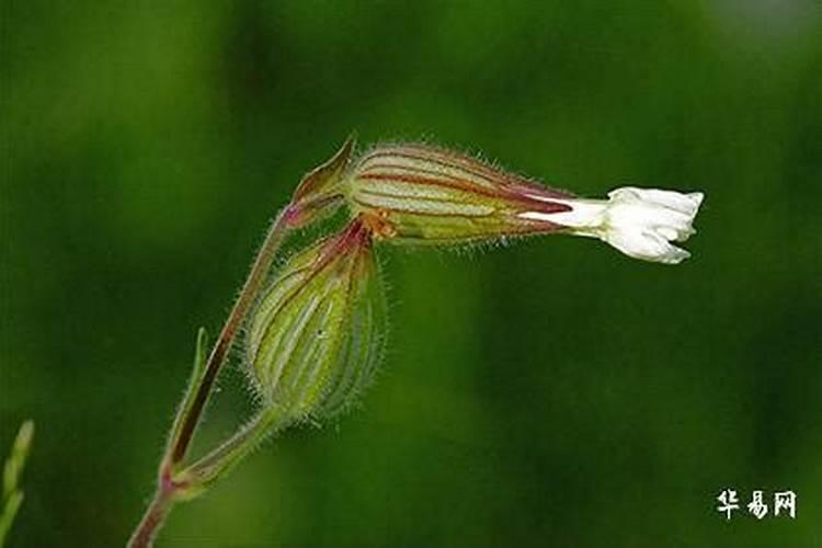 风水桃花位放什么