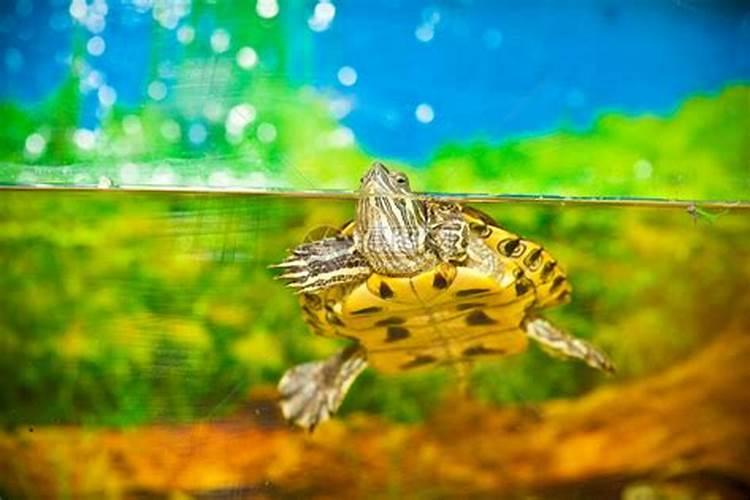 梦见水很深很清澈水底有乌龟