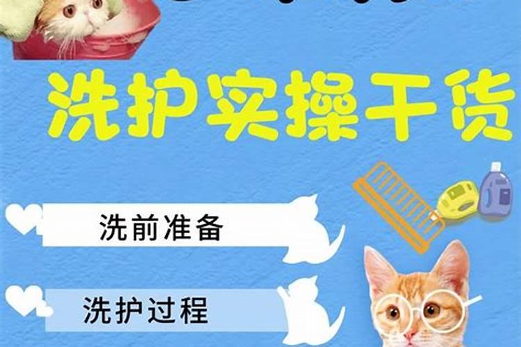 立秋以后猫咪注意事项