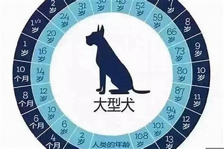 12生肖狗是几岁