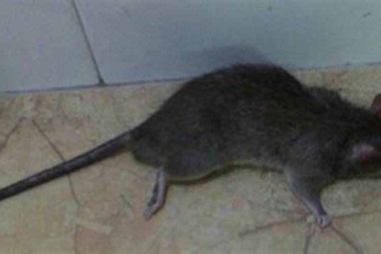 梦见死老鼠是什么兆头