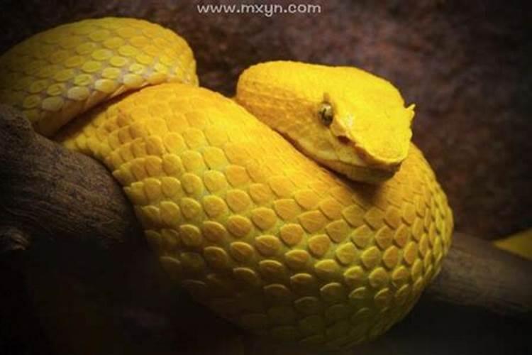 梦见黄色蛇是什么预兆呢