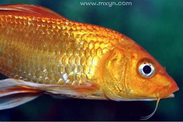 梦见黄金的鱼是什么意思？梦见金色的鱼是胎梦吗