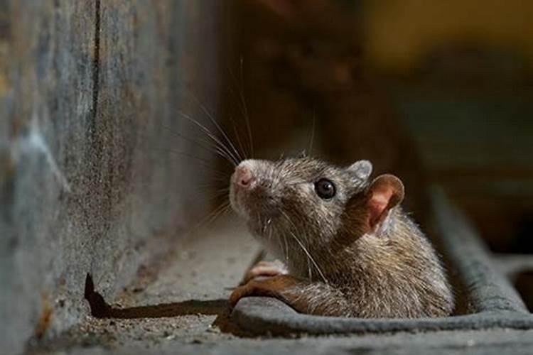 梦见死老鼠的征兆是什么