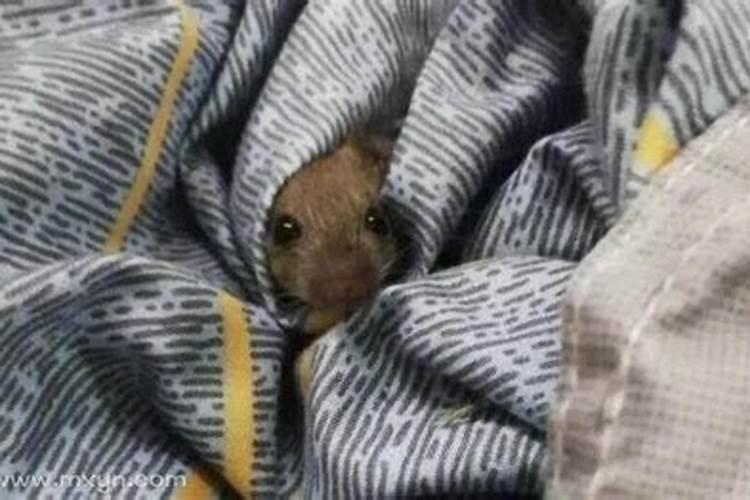 梦见老鼠爬到自己床上了