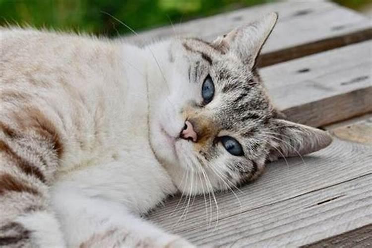 梦见死猫有什么预兆吗