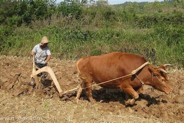 梦见牛耕地是什么意思