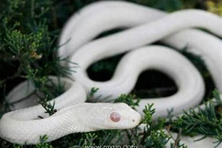 女人做梦梦见白蛇是什么征兆