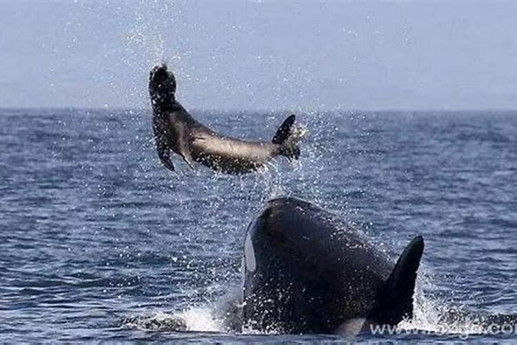 孕晚期梦见鲸鱼