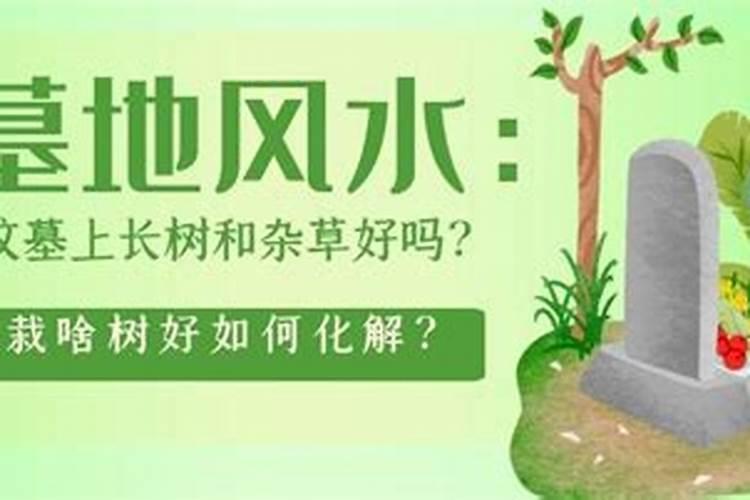 清明坟前栽什么树最好