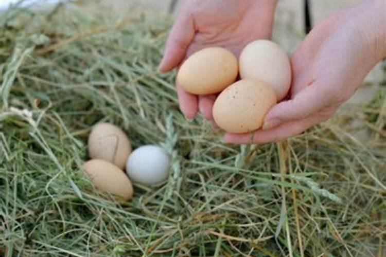 梦见捡鸡蛋是什么预兆