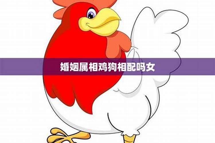 属鸡女最佳配偶属相是什么