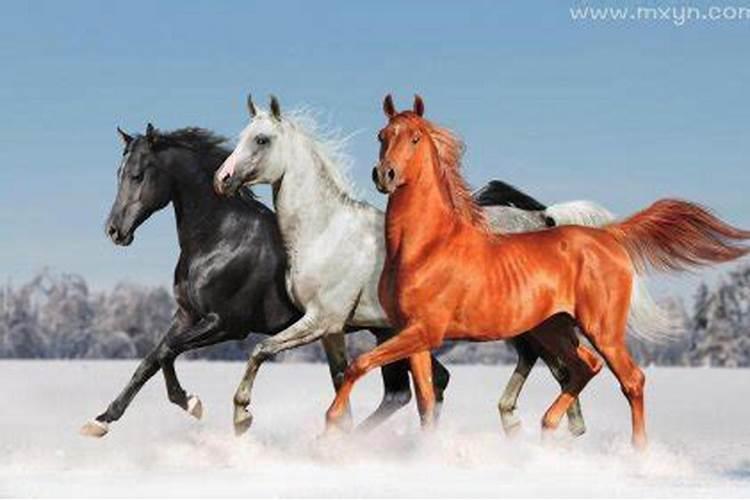 梦见两匹马是什么预兆