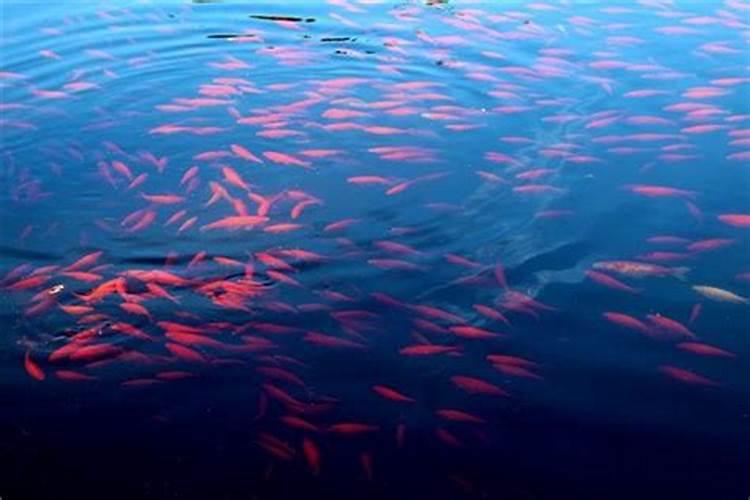 梦见大红鱼在天上飞