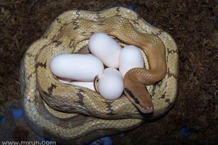 刚怀孕的孕妇梦见一窝蛇