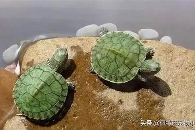 梦见很多大乌龟在水里游来游去