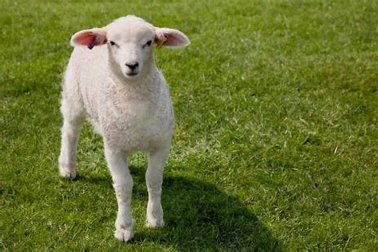 属羊的哪几个月出生最好