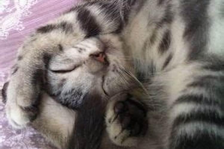 梦见猫咪亲近自己是胎梦吗