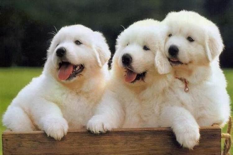 梦见狗生了三只小白狗