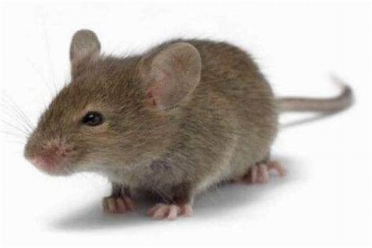 梦见老鼠是什么预兆呢