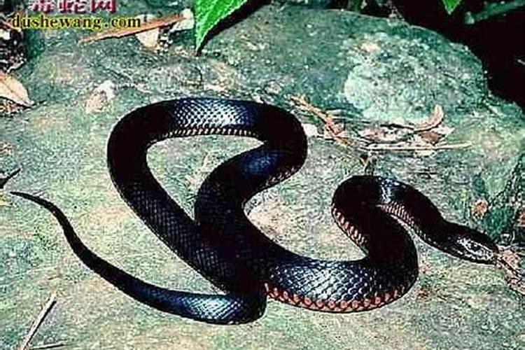 八字算命里的黑蛇是什么意思