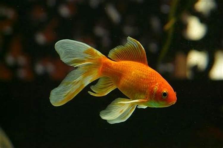 梦见红色金鱼是什么预兆