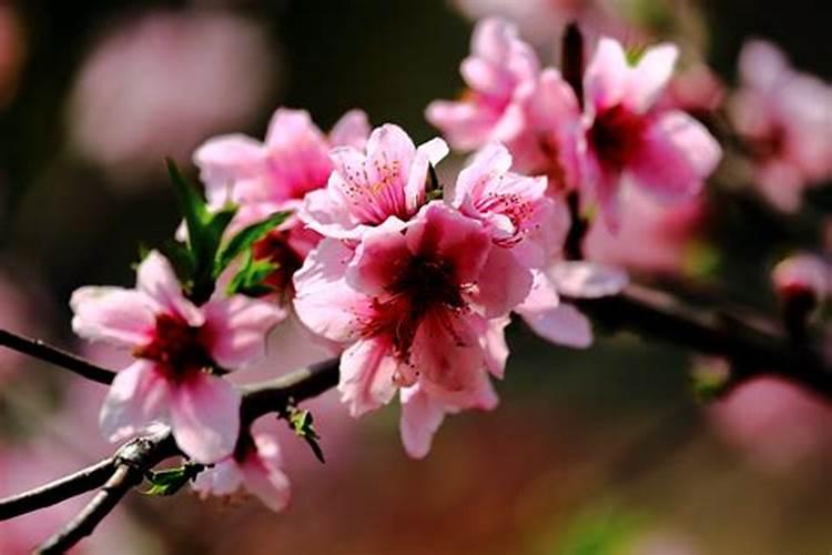 上海植物园桃花开了吗