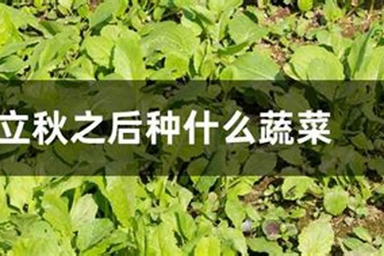 立秋后几月份种青菜好