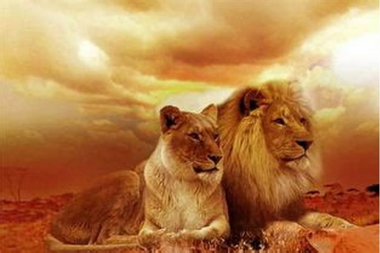 梦见狮子是什么预兆周公解梦