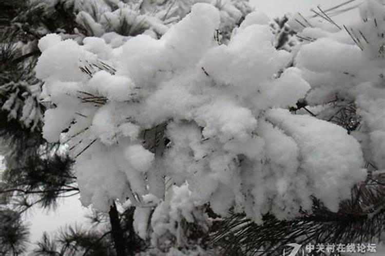 天津哪一年正月初二下大雪