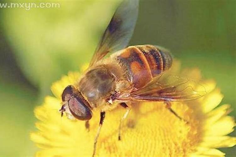梦到被蜂蛰是什么意思