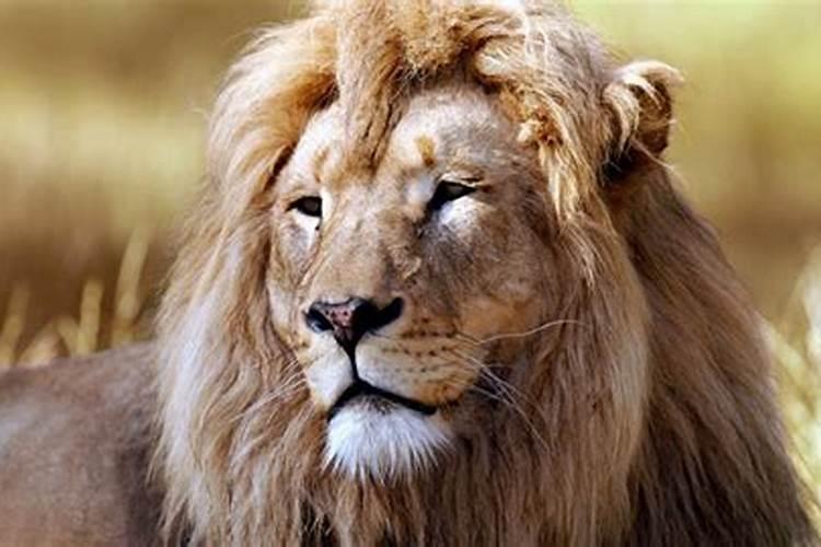 梦到狮子是什么征兆男性