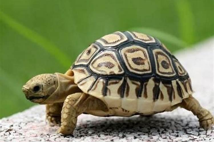 乌龟可以化解太岁吗