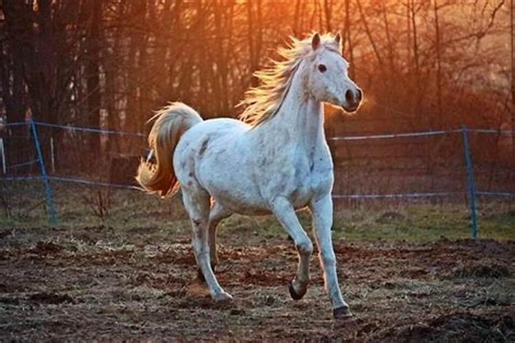 梦见白色的马