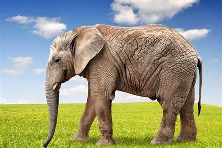 梦见大象是什么意思有什么预兆