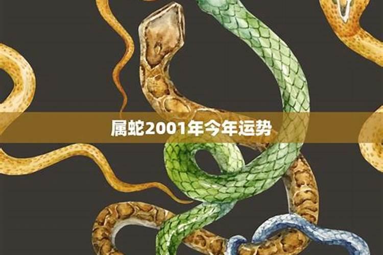 属蛇今年运势2023年运势