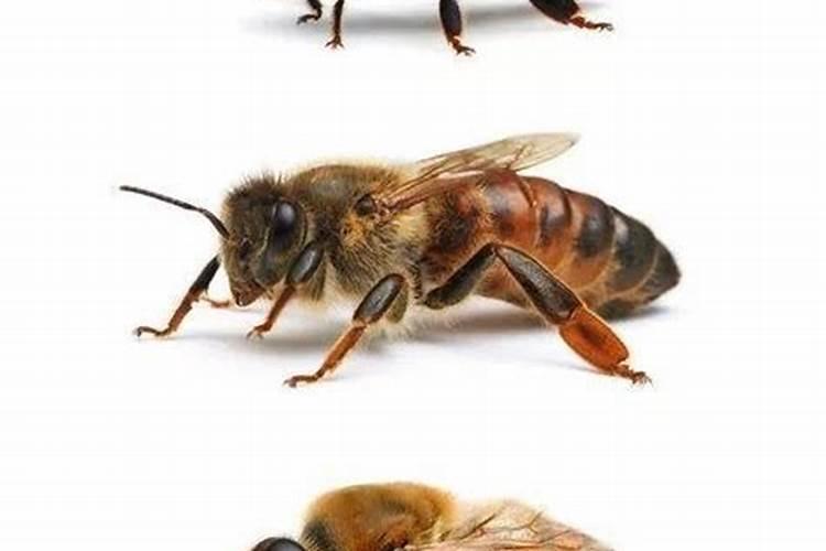 蜜蜂对应什么生肖