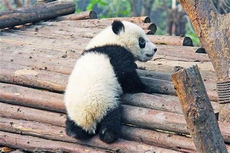 梦见大熊猫是什么意思