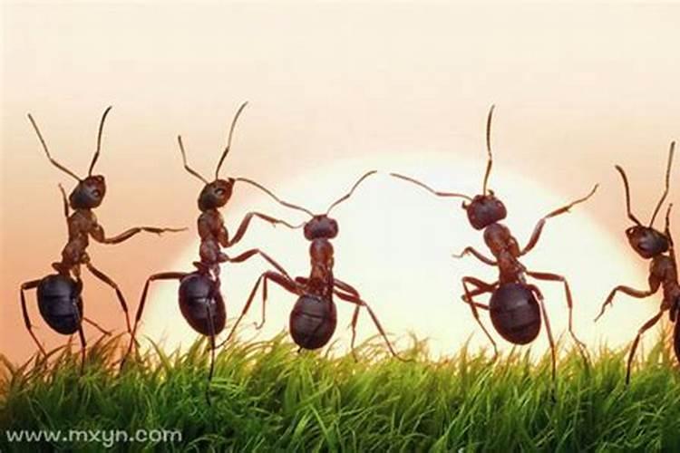 梦见很多蚂蚁是什么预兆