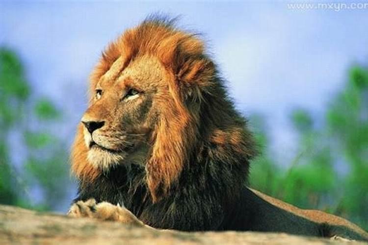 男人梦见狮子是什么预兆