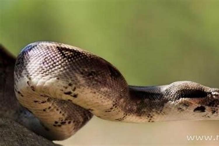 梦见吃蟒蛇是什么意思