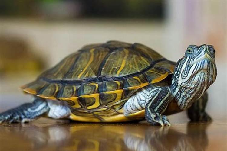 乌龟是指什么生肖?