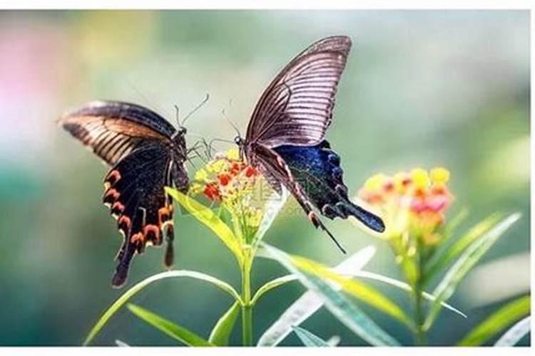 梦见漂亮的蝴蝶被吃