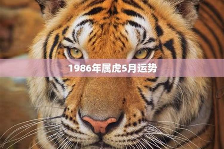 1986年虎一生事业运势