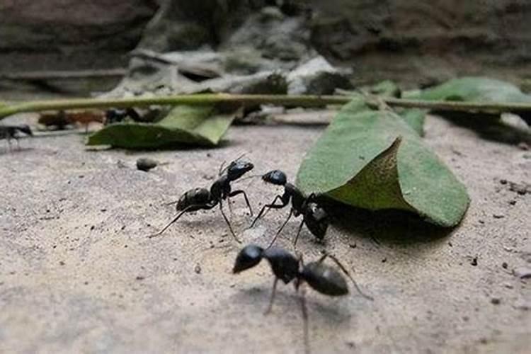 梦到很多蚂蚁被自己弄死了