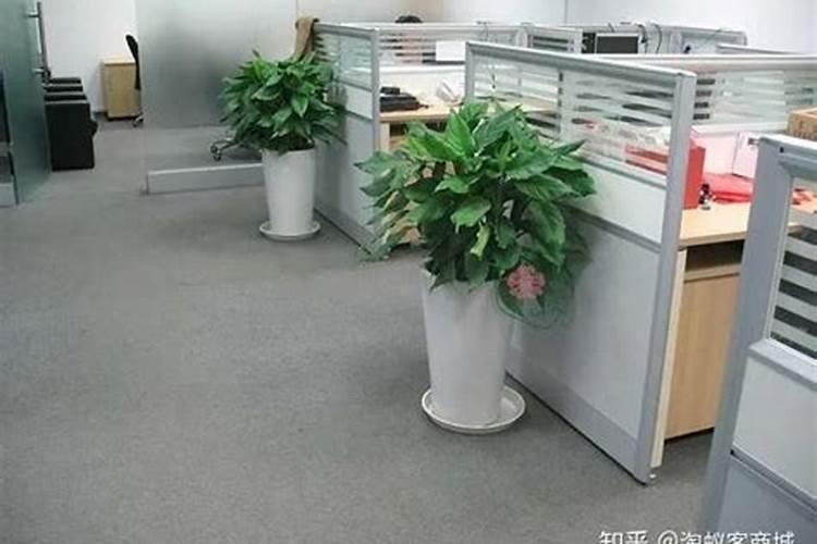 医生办公室放什么花卉较好