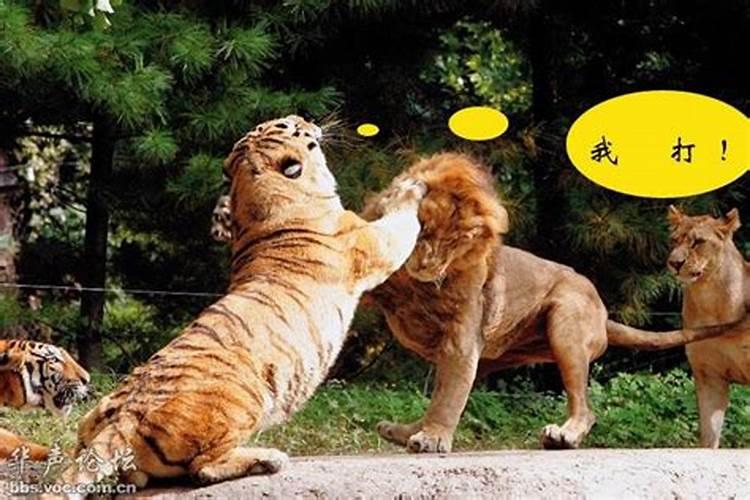 梦见路上有老虎和狮子绕道走