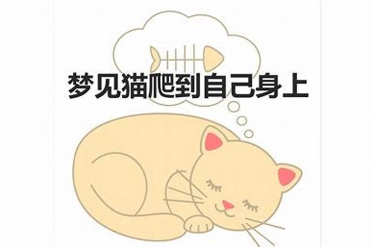 梦见猫爬我身上是什么意思