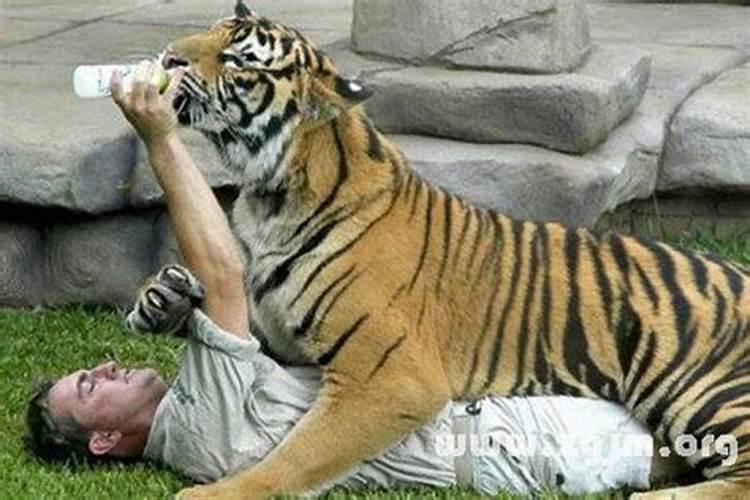 梦见老虎要吃我和孩子